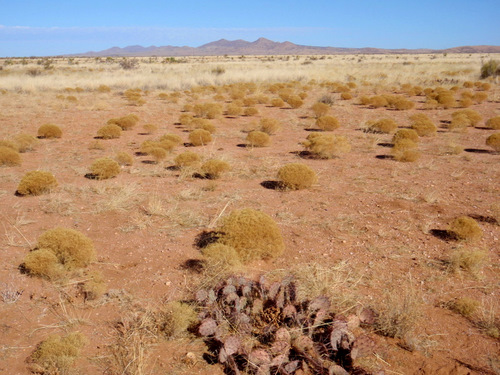 Very dehydrated Prickly Pear Cactus.